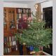 Weihnachtsbaum_Bosau.JPG