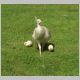 26Weisse_Pfauen.html