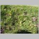 39Blumenwiese.html